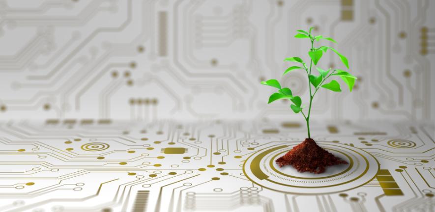 Tree growing on the converging point of computer circuit board